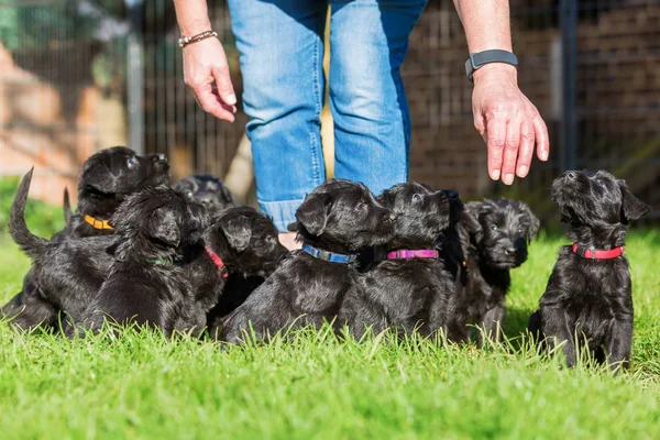 Kişi ile bir schnauzer köpek yavrusu çöp