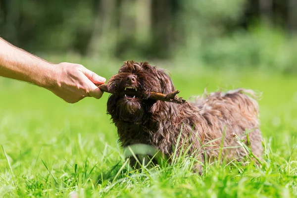 Adamın elinde bir sopa ile a Havanese köpek ile çalış