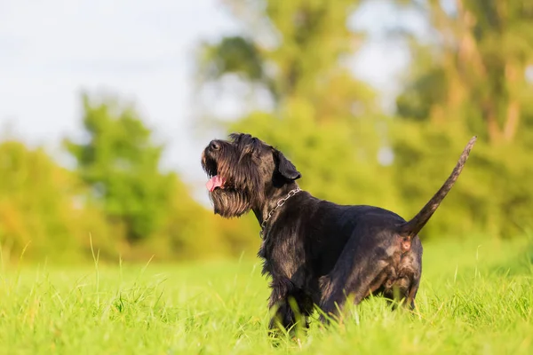 Standart schnauzer portresi