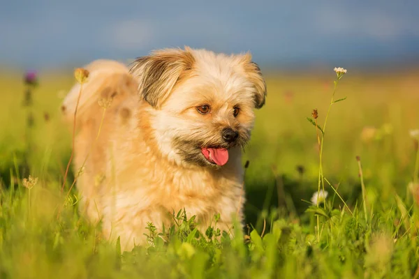 Havanese melez bir portresi