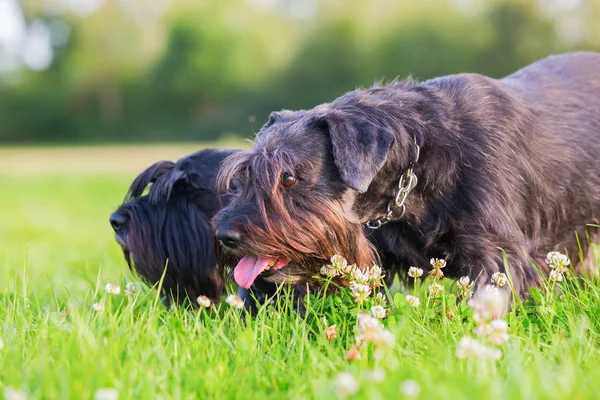 Retrato de dois cães schnauzer ao ar livre — Fotografia de Stock
