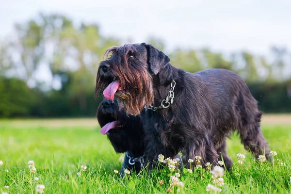 Portrait of two schnauzer dogs outdoors — Stock Photo, Image