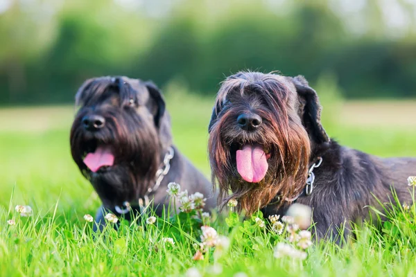 Retrato de dos perros schnauzer al aire libre — Foto de Stock