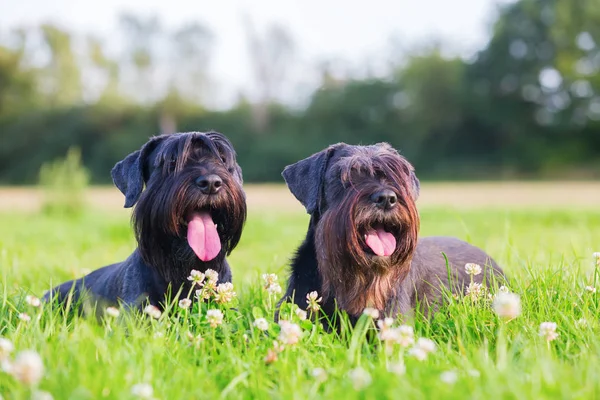 Portrét dvou psů knírač venku — Stock fotografie