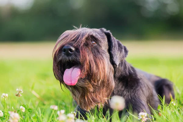Standart schnauzer portresi