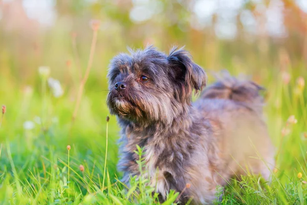 Havanese melez bir portresi