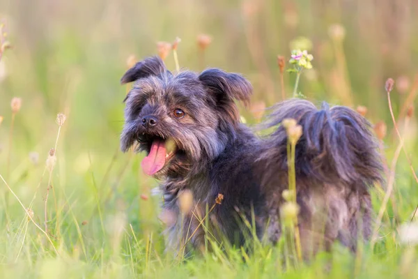 Havanese melez bir portresi