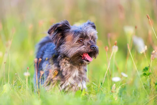 Havanese melez bir portresi