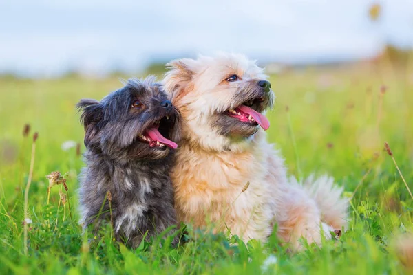 Portret dwóch psów hybrydowy hawańczyk — Zdjęcie stockowe