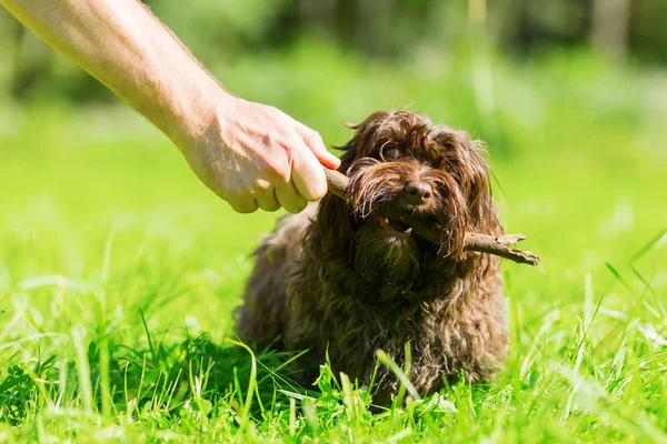 Рука людини з паличкою грає з Havanese собака — стокове фото