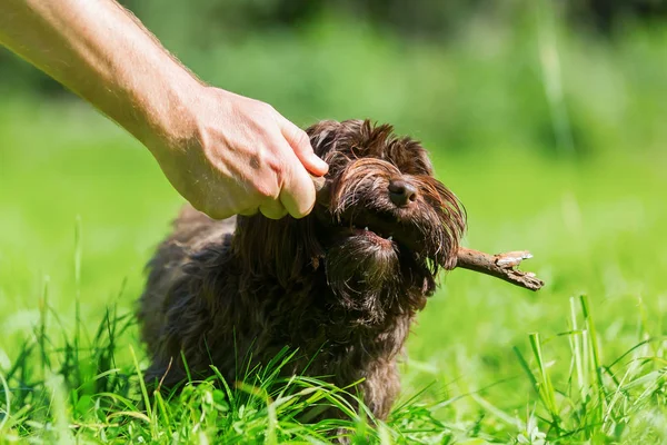 Adamın elinde bir sopa ile a Havanese köpek ile çalış