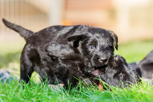 芝生で遊ぶかわいいシュナウザー子犬 — ストック写真