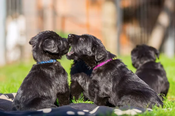 Bahçede oynayan sevimli schnauzer kukla