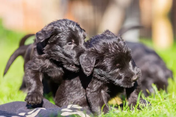 Bahçede oynayan sevimli schnauzer kukla