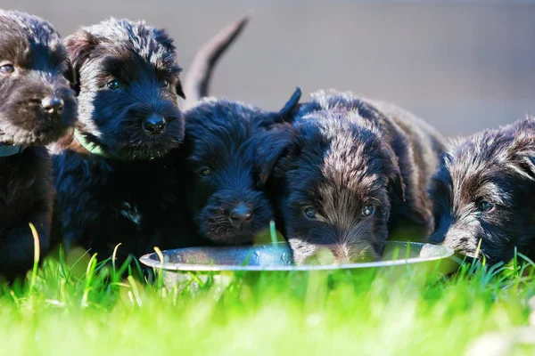 Çöp-in besleme Bowl schnauzer kukla
