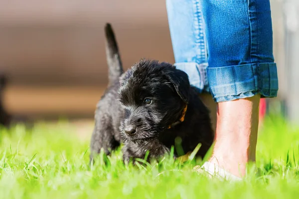 Schnauzer köpek yavrusu bir kadın bacaklara standları