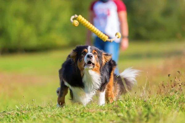 オーストラリアン シェパードの犬のおもちゃを取得するために実行します。 — ストック写真