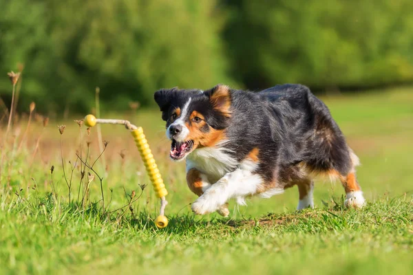 オーストラリアン シェパードの犬のおもちゃを取得するために実行します。 — ストック写真