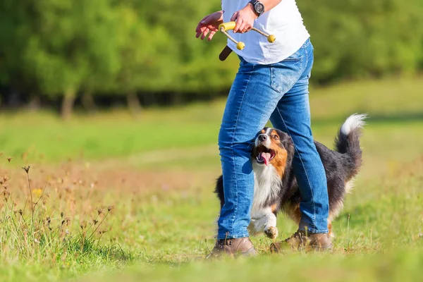 Mulher faz cão dançar com seu cão — Fotografia de Stock