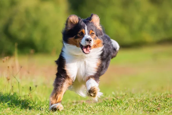 Australian Shepherd dog runs outdoors — Stock Photo, Image