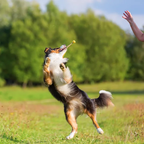 Αυστραλός Ποιμενικός Σκύλος πιάνει ένα παιχνίδι — Φωτογραφία Αρχείου