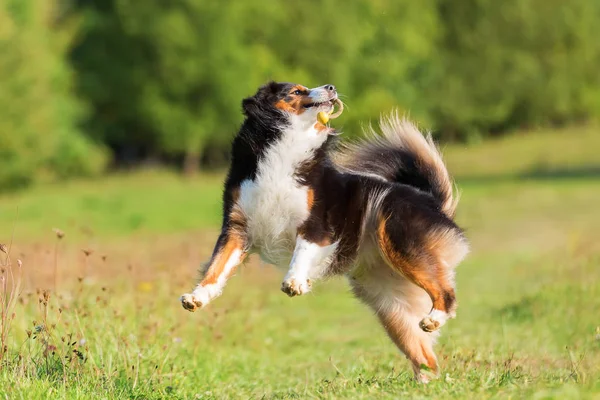 Avustralya çoban köpeği oyuncak yakalar