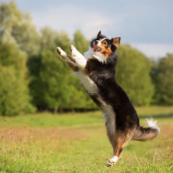 オーストラリアン シェパードの犬は、ボールをキャッチします。 — ストック写真