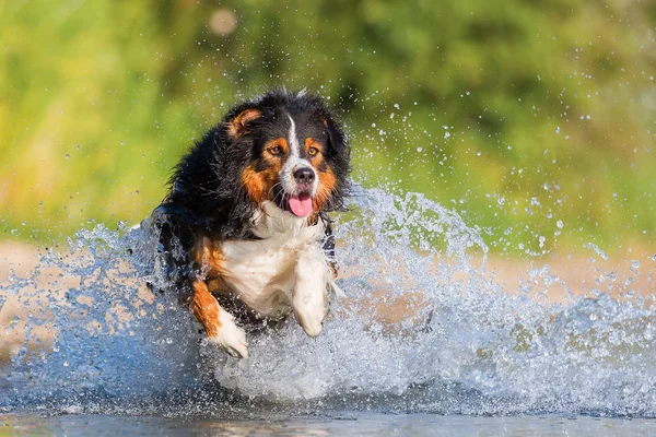 Avustralya çoban köpeği su ile çalışır