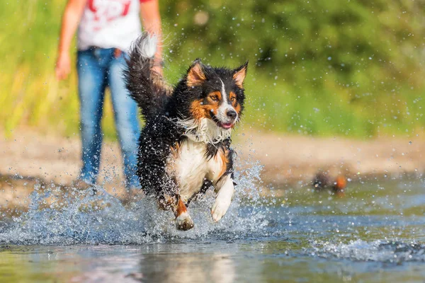 Avustralya çoban köpeği su ile çalışır