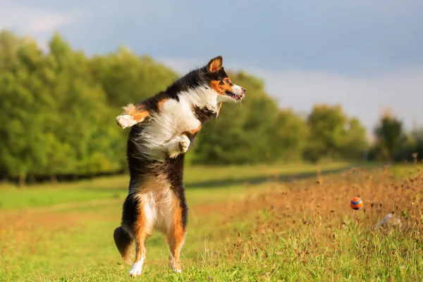 Australian Shepherd perro intenta atrapar una pelota — Foto de Stock