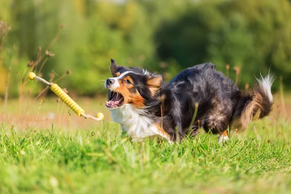 Avustralya çoban köpeği oyuncak almak için çalışır