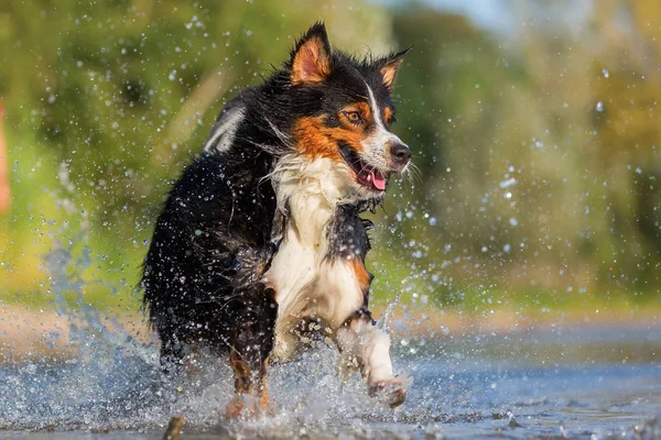 Owczarek australijski pies biegnie przez wodę — Zdjęcie stockowe