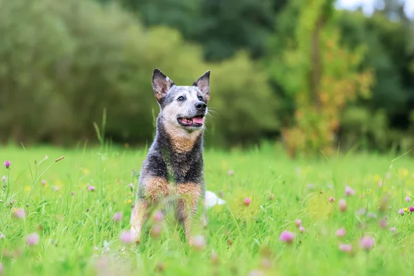 Retrato de um cattledog australiano — Fotografia de Stock