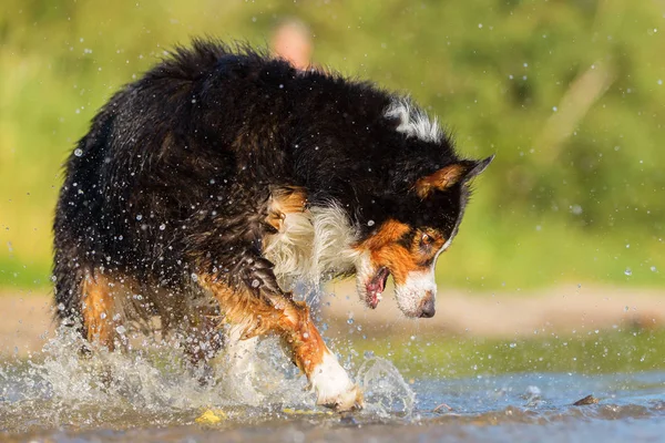 Australische herder hond springt in het water — Stockfoto