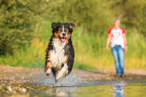 Avustralya çoban köpeği su ile çalışır