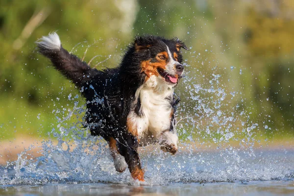 Australische herder hond loopt door het water — Stockfoto