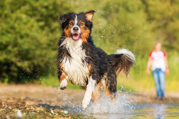 Australische herder hond loopt door het water — Stockfoto