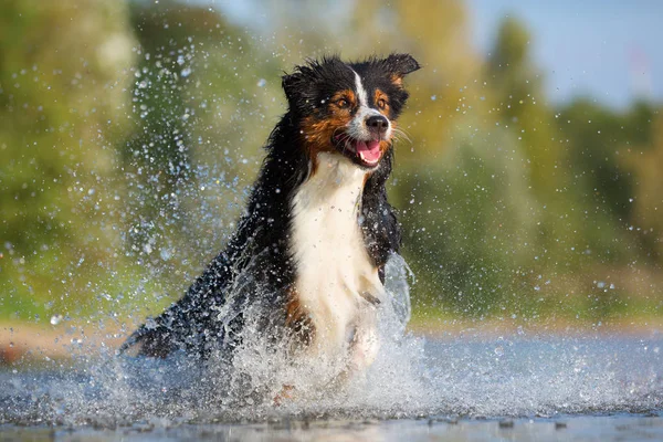 Avustralya çoban köpeği su ile çalışır