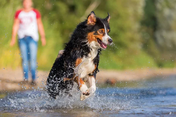 Australische herder hond loopt door het water — Stockfoto