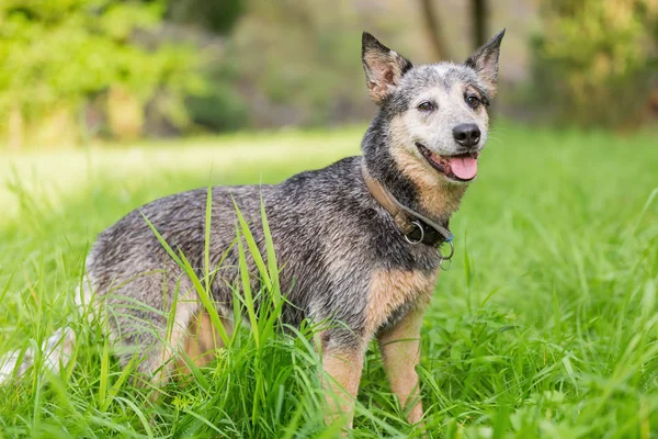 Porträtt av en australisk cattledog — Stockfoto