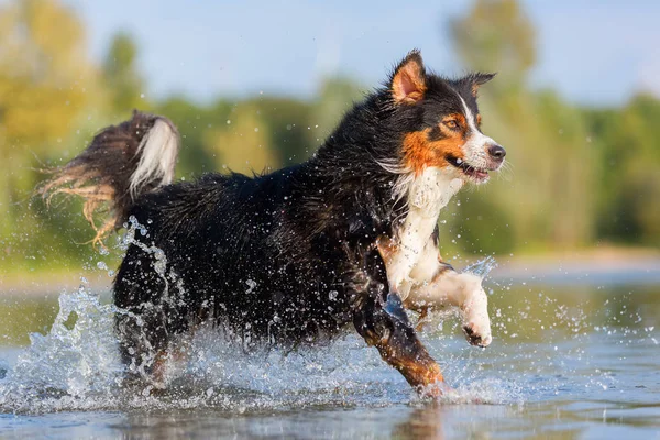 Australian Shepherd dog runs through the water — Stock Photo, Image