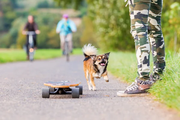 Person with skateboard and Chihuahua hybrid on a country path — Stock Photo, Image