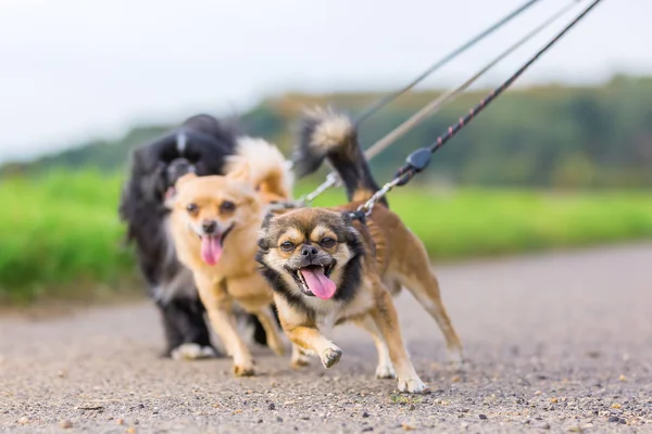 Tiga anjing kecil menarik tali — Stok Foto
