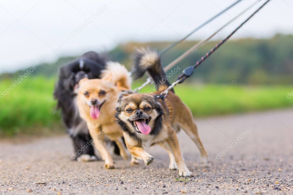 three little dogs pulling at the leash