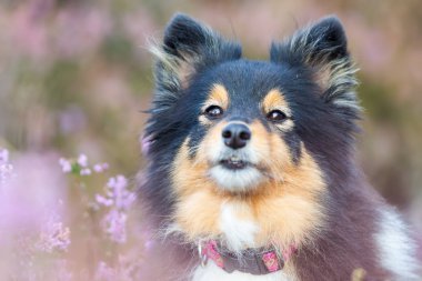 bir sığınak heather arasında baş portresi