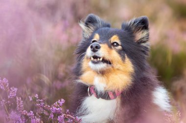 bir sığınak heather arasında baş portresi