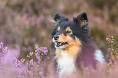 bir sığınak heather arasında baş portresi