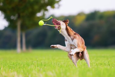 Melez köpek bir çayır ve atlar bir top üzerinde çalış