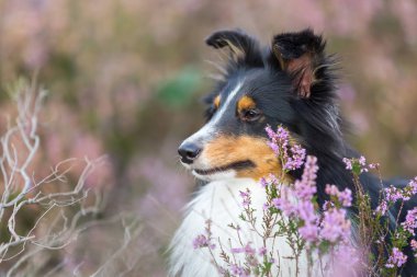 bir sığınak heather arasında baş portresi