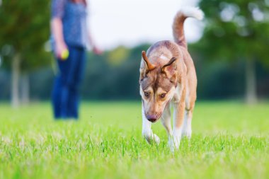 Melez köpek bir çayır yürür